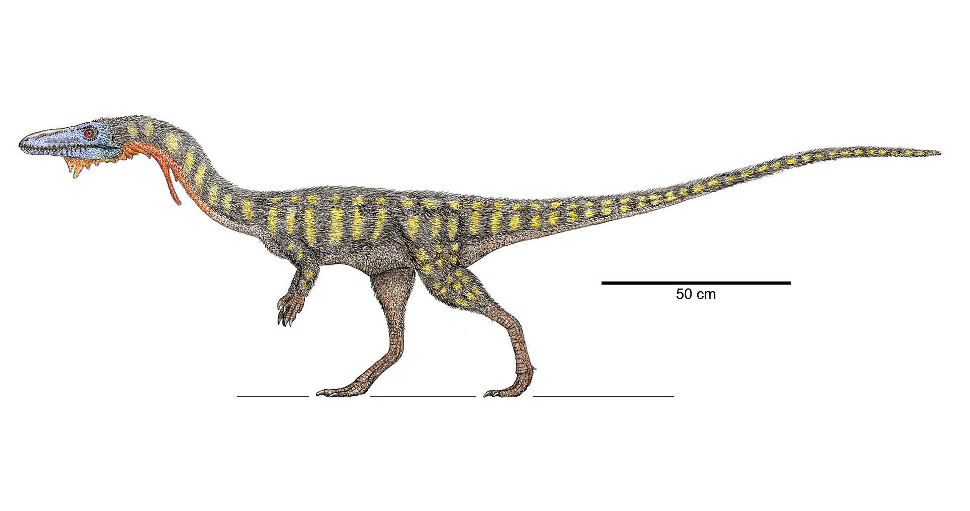 Coelophysis
